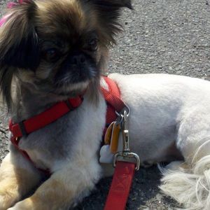 Meet your Posher, Crystal